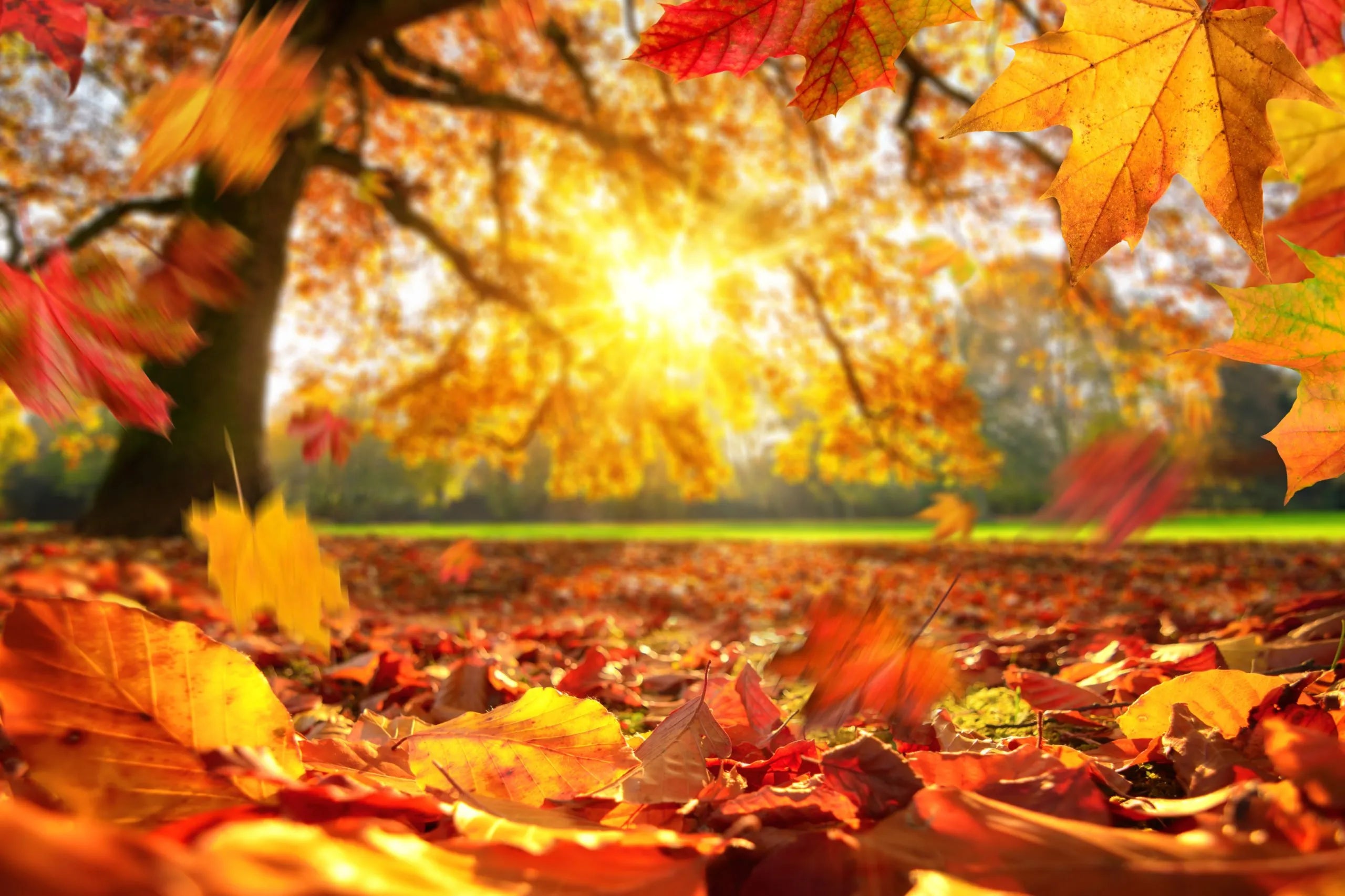 Fall Flavors