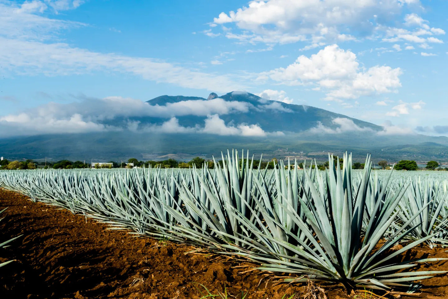 Tequila